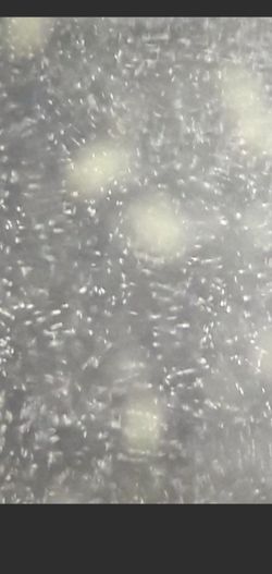 Paramecium.  Live Culture.  For Tiny Fry. Fish Food.