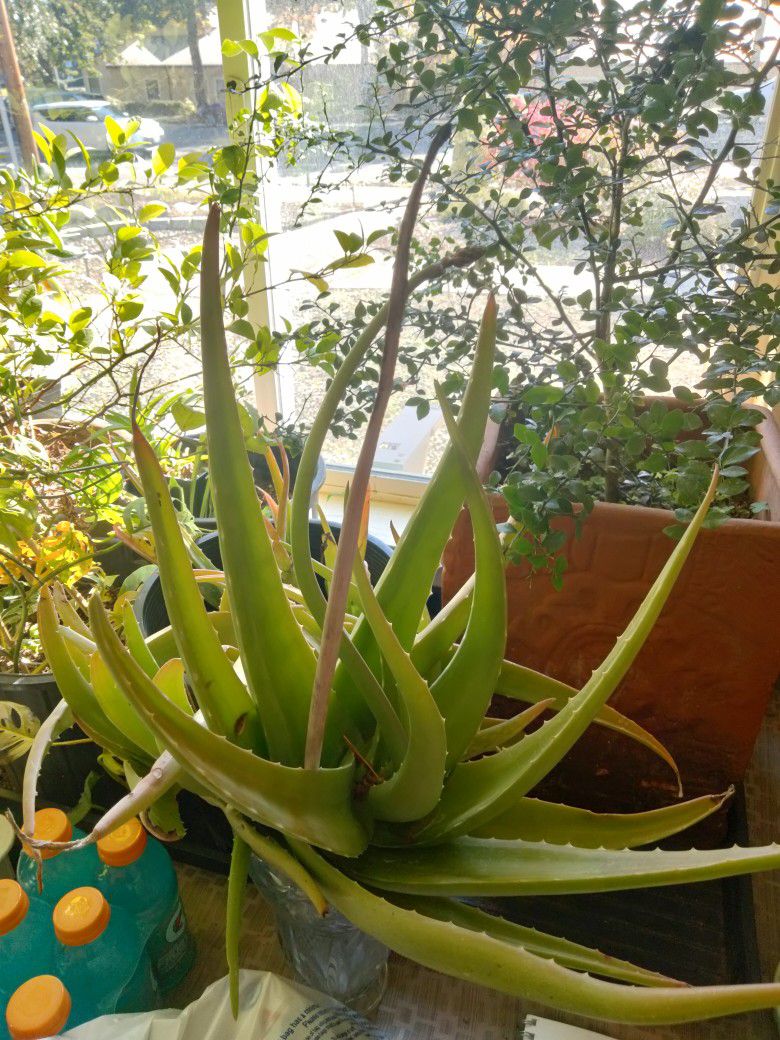 Huge Flowering Aloe In 4 Gallon Pot