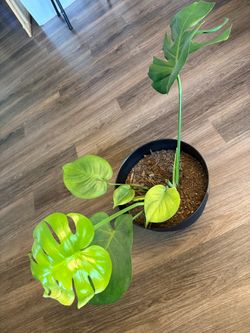 Monstera Deliciosa Live Plant in Black Pot
