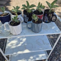 Succulents Plants Prices Starting $3-$8