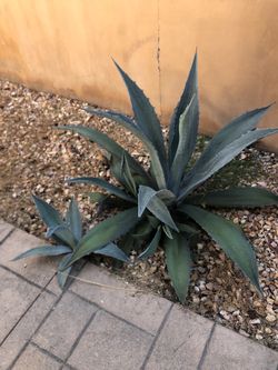 Blue Agave