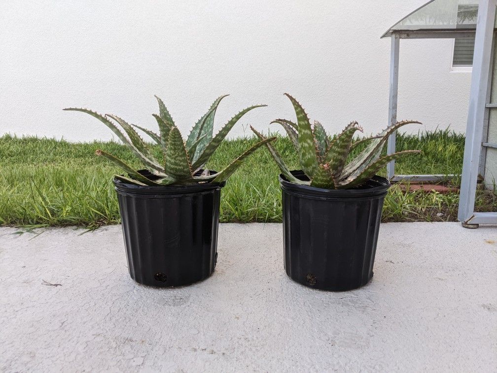 Aloe Vera Plant