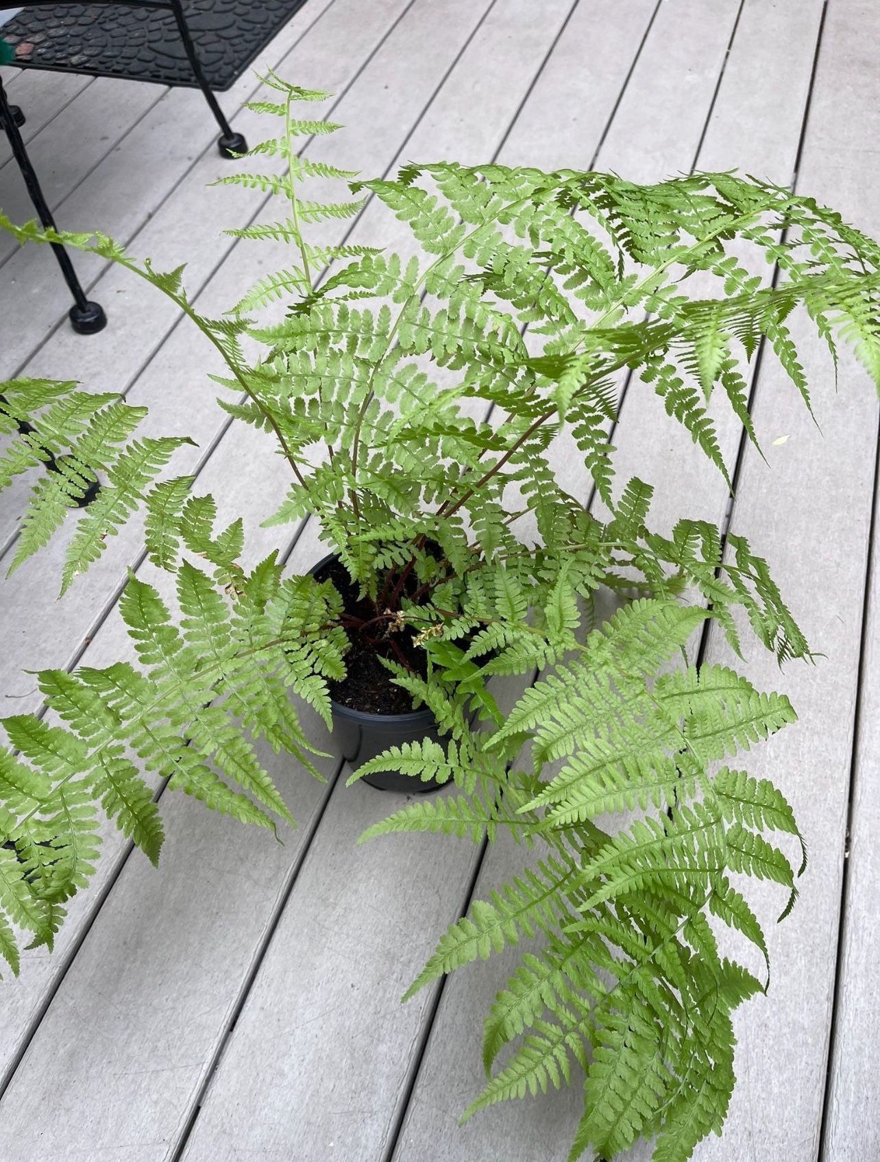 Lady Fern Perennial Outdoor Organic Plant.