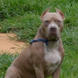 ****LOST**** $$$ CASH REWARD$$%