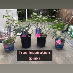 ROSES ROSES ROSES!!!!  Beautiful flowers plants