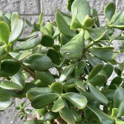 Jade Plant Crassula Ovata around 21” Tall Rooted