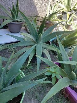 Organic Homegrown Aloe Vera plants.