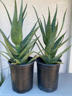 Aloe maculata 'Soap Aloe'