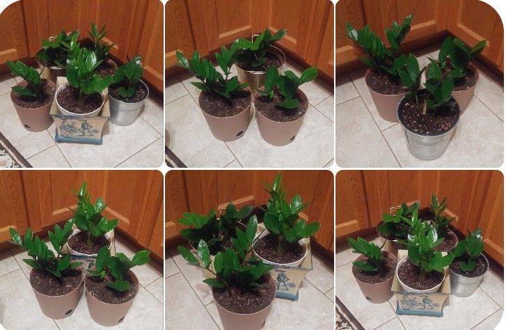 ZZ house plants$10-$14 each pot