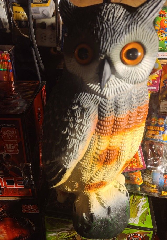 Owls