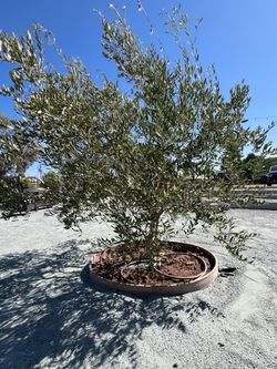 Olive tree 36”