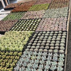 New Succulents In 2” Just Arrived Today $1.35 Each $63 For Tray Of 64 Plants 