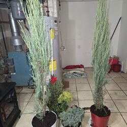 EVERGREEN TREES FOR SALE IN POTTED PLANTS JUNIPER MINI CHRISTMAS TREES