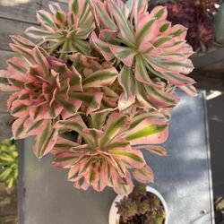Pink Witch Succulent Plant 