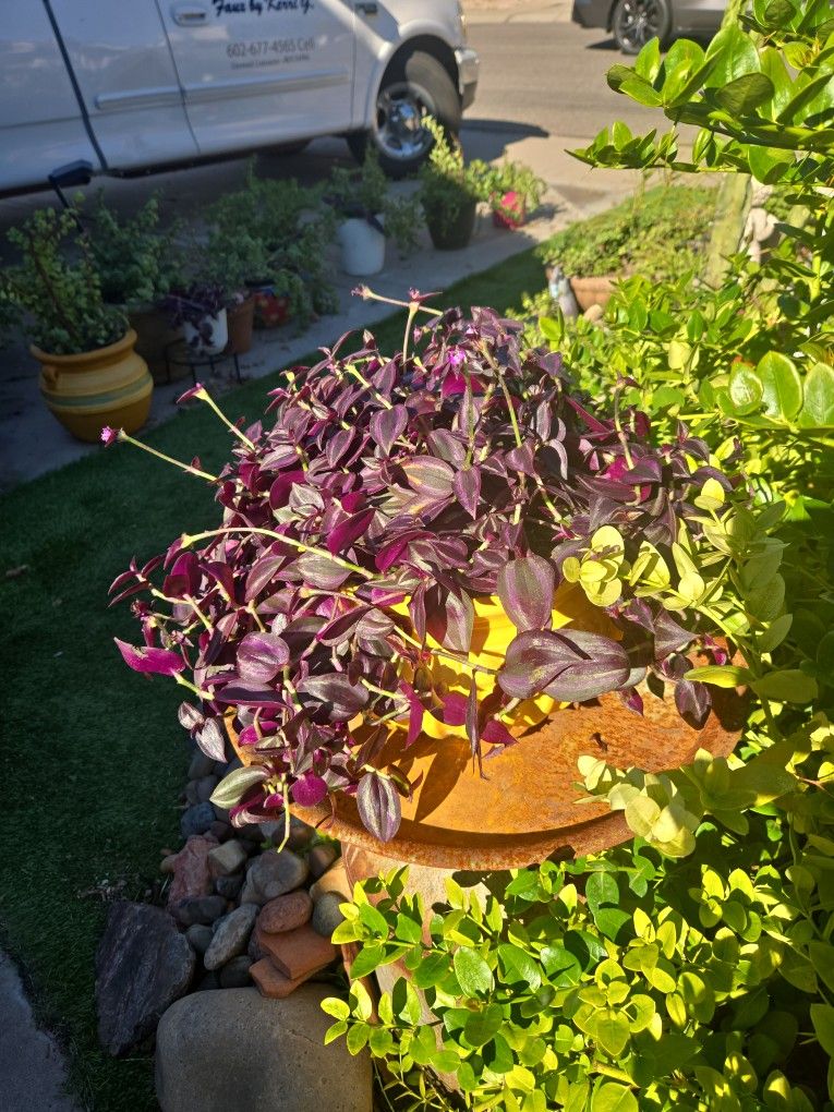 Lovely Wandering Jew Plant In 10in Wide Ceramic Pot 