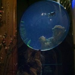 Dome fish tank/aquarium stand