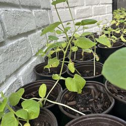 Homey Do Melon Plant 5 Dlls Each