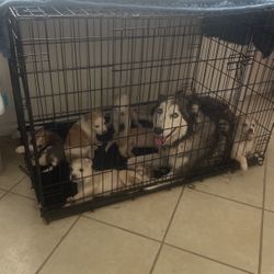 Dog Cage