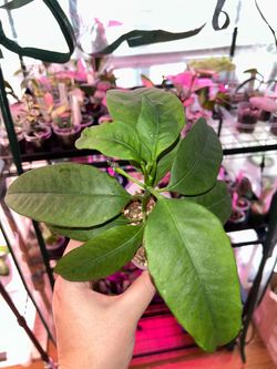 Hoya Multiflora