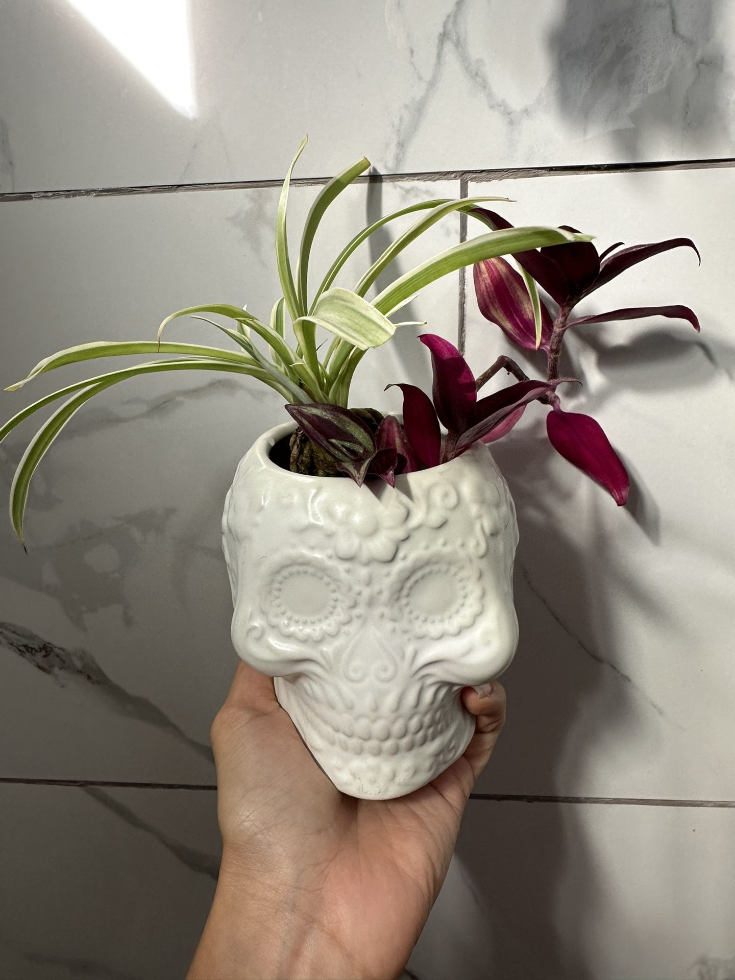 Tradescantia and spider plant with ceramic pot