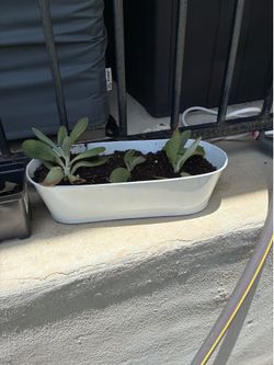 Succulents in white planter