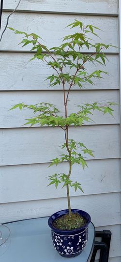 Bonsai Japan maple 25 inches