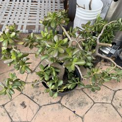 Green Plant Indoor Outdoor 