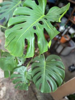 Monstera Deliciosa Live Plant