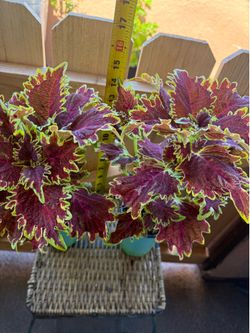 Coleus bourbon street plant