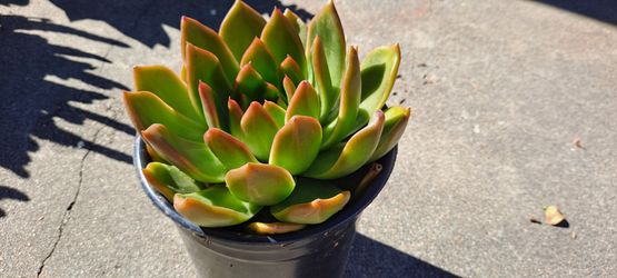 Beautiful succulent plants