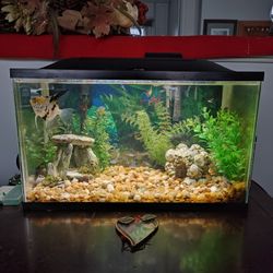 Fresh Water Fish Aquarium 
