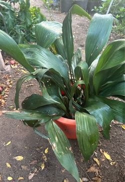 Cast Iron Plant (Aspidistra
