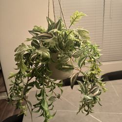 Decorative Ceiling Plant