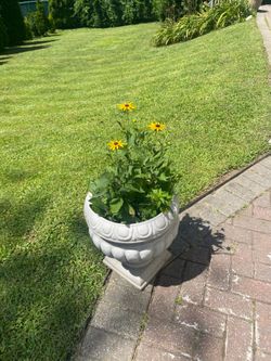 Black Eyed Susan