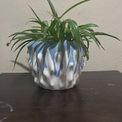 Spider Plant Unique Pot 