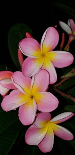 Plumeria (Plumeria rubra 'Riviera Rainbow')