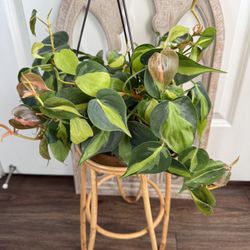 Philodendron Brasil 
