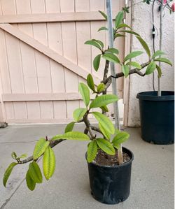 Pink Flower Plumeria Plant