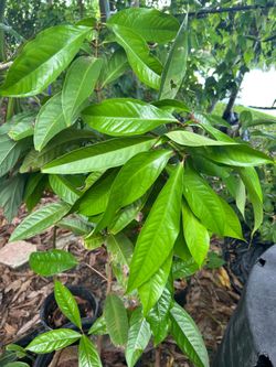 Jamaica apple tree