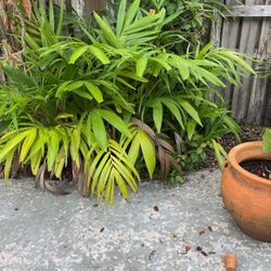 Stop Paying For Plants!  