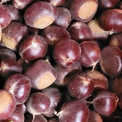 Fresh Chestnut  $5 /lb