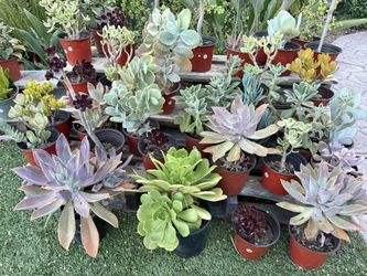 Variety Of Succulents Plants