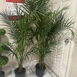 Palm Tree 5ft 55$ Each