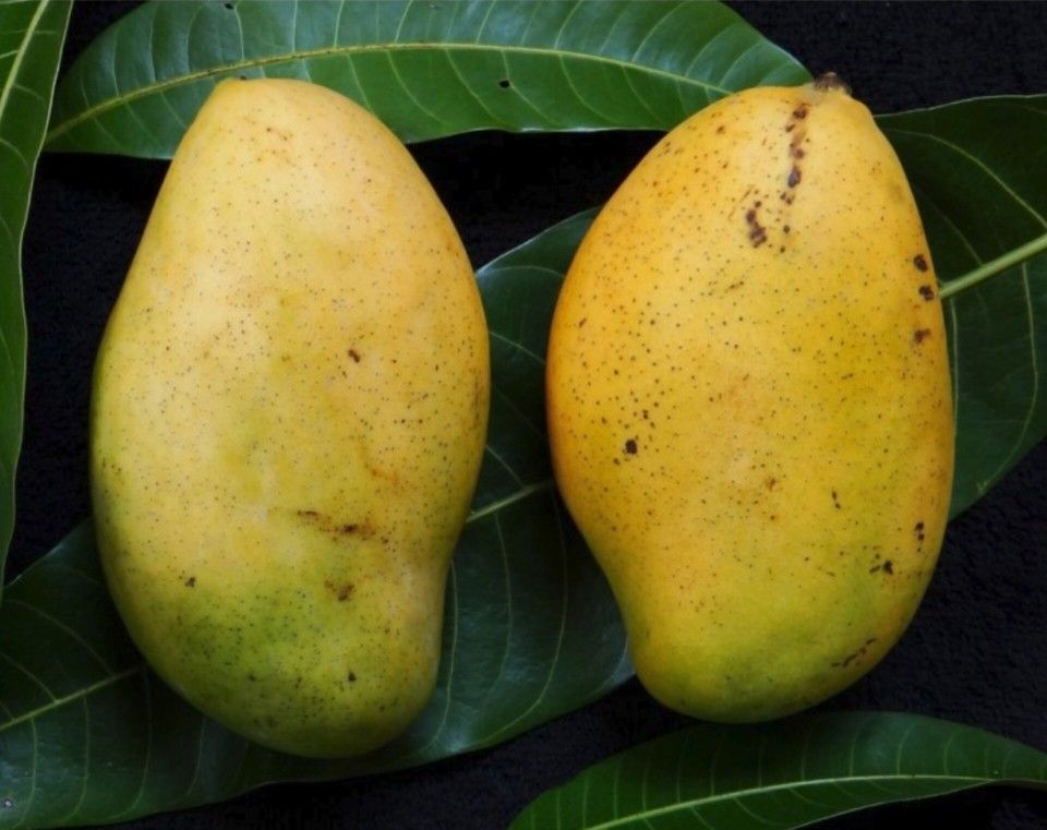 Madam Francis Haitian Mango Grafted Trees Arboles De Mango Haitiano Injertado 3gal
