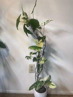 Albo sygnonuim with pot $20