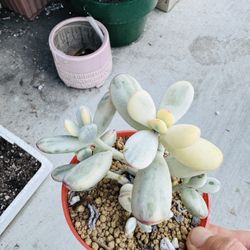 Cotyledon Variegated Imported 