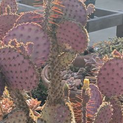 Purple Prickly Pear Pads For Sale Zip Code 91770