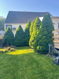 Free spruce trees