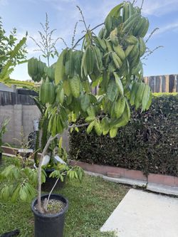 Longan Trees