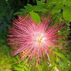 Albizia Flower Plant Year Around Flower Beautiful 
